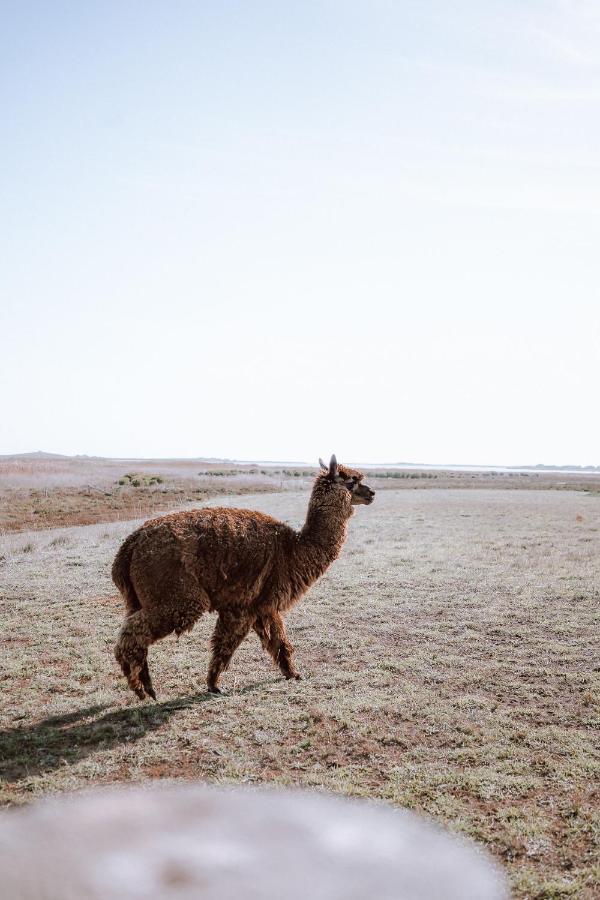 Coorong Island Retreat - Farm Stay At Pet Friendly Property Meningie Ngoại thất bức ảnh