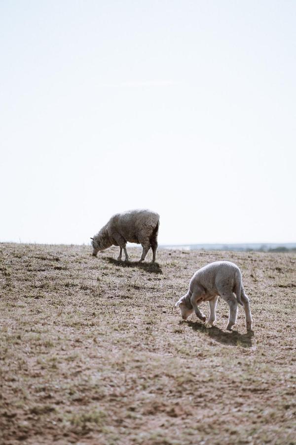 Coorong Island Retreat - Farm Stay At Pet Friendly Property Meningie Ngoại thất bức ảnh