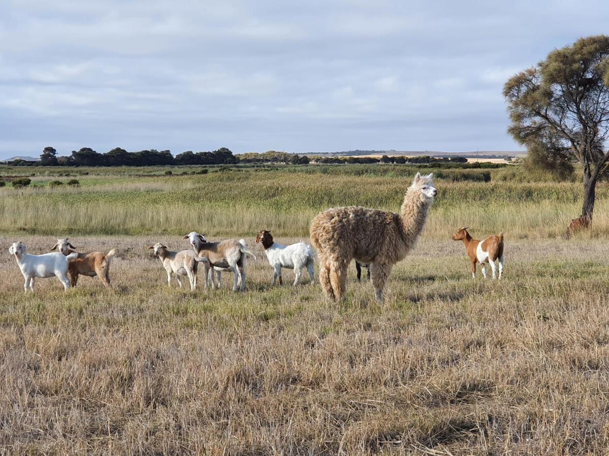 Coorong Island Retreat - Farm Stay At Pet Friendly Property Meningie Ngoại thất bức ảnh