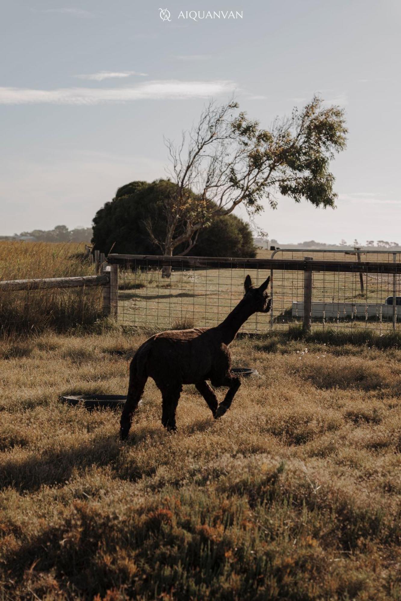 Coorong Island Retreat - Farm Stay At Pet Friendly Property Meningie Ngoại thất bức ảnh